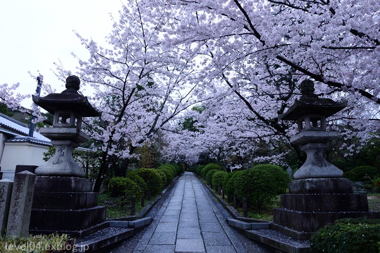 京都 二年坂三年坂 ～桜～_d0319222_1075690.jpg