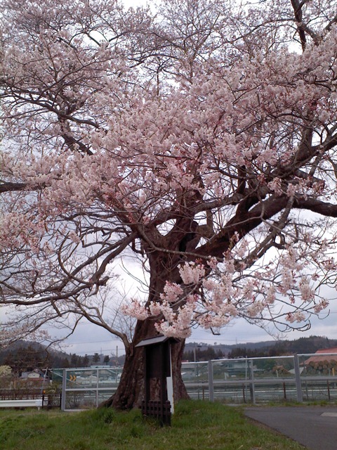 北館桜、咲いています！！_b0229924_14171540.jpg