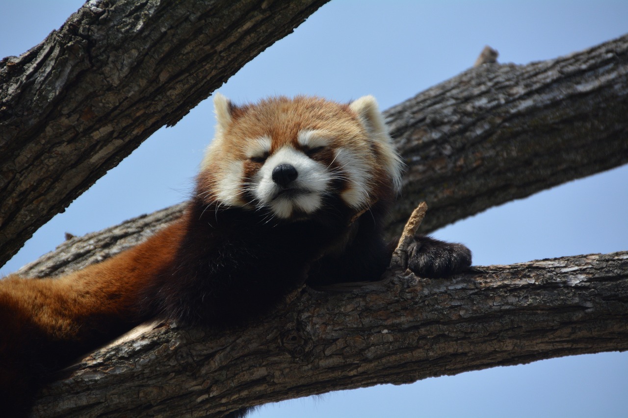 円山動物園　レッサーパンダ編　　_f0329325_8222068.jpg