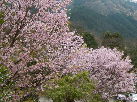 平成最後の圧倒的桜。_a0226627_19223925.jpg