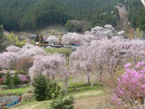 平成最後の圧倒的桜。_a0226627_192306.jpg