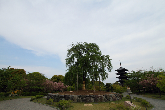 東寺 －五重塔（前編）－_b0169330_758552.jpg