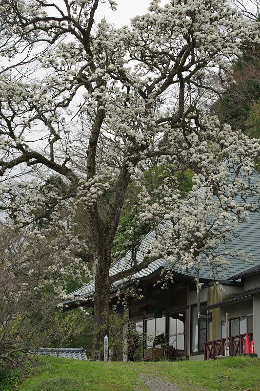 高原のサクラ特集③　2015年４月_c0132230_17163777.jpg