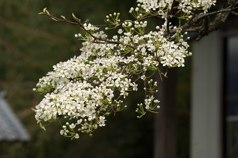 高原のサクラ特集③　2015年４月_c0132230_17251443.jpg