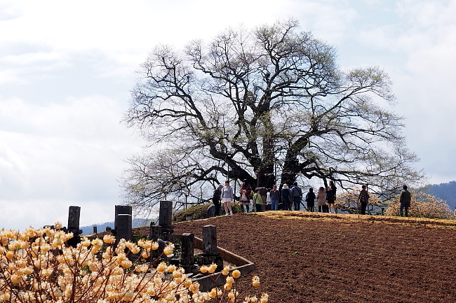 岩井畝の大桜　岡山県北　_a0165631_11390936.jpg