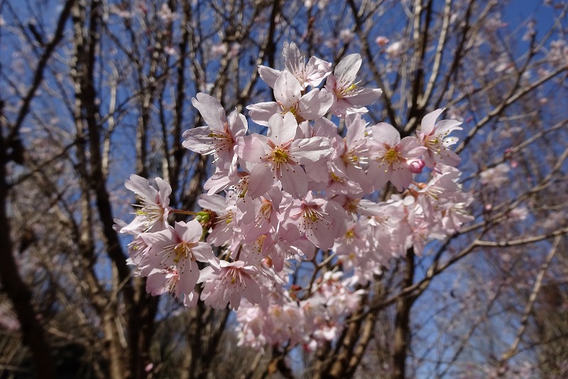 ある日のランチと富士桜_a0122932_194194.jpg