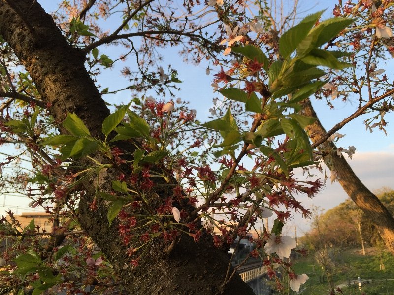 c0113733_0103725.jpg