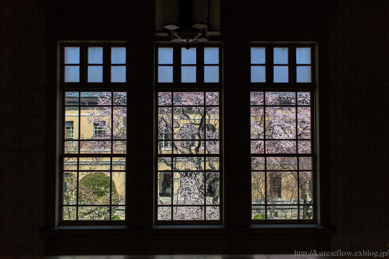 京都府庁の桜_b0325840_00031486.jpg