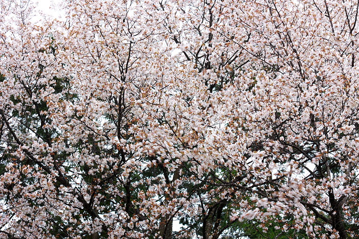 c0067040_237869.jpg