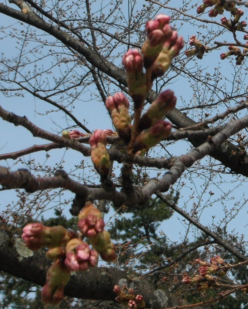 弘前城の桜ももうすこし？_e0126241_15300429.jpg