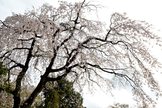 c0093046_862312.gif