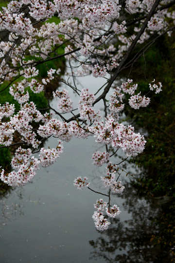 c0093046_864248.gif