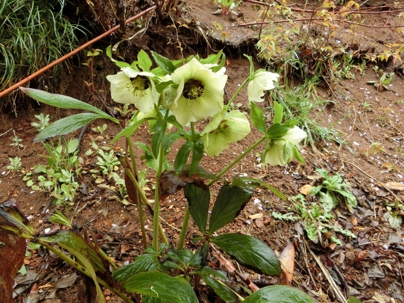 雨の花見山１　＠福島県福島市_f0048546_00183122.jpg