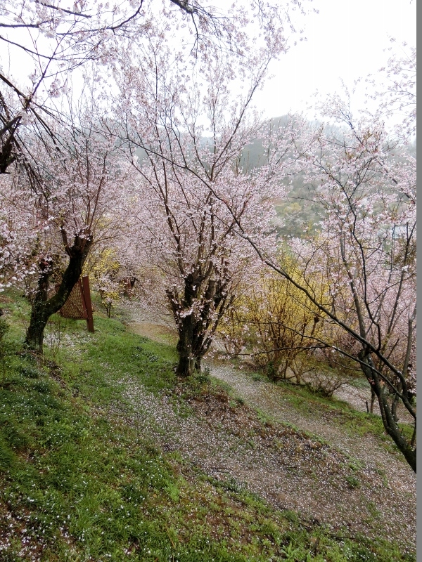 雨の花見山１　＠福島県福島市_f0048546_00183761.jpg