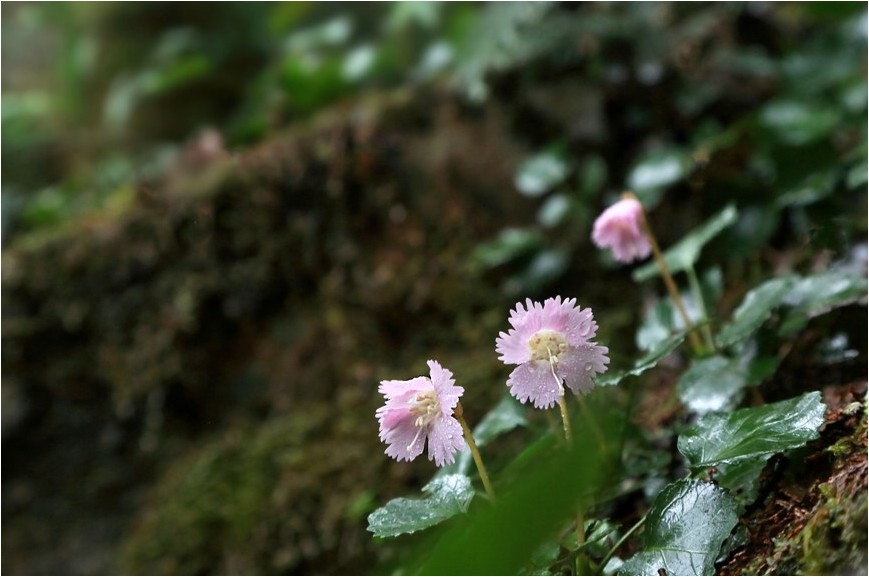 イワウチワ　（岩団扇）_e0091347_940236.jpg