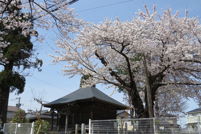 桜・サクラ・さくら_d0130748_232648.jpg