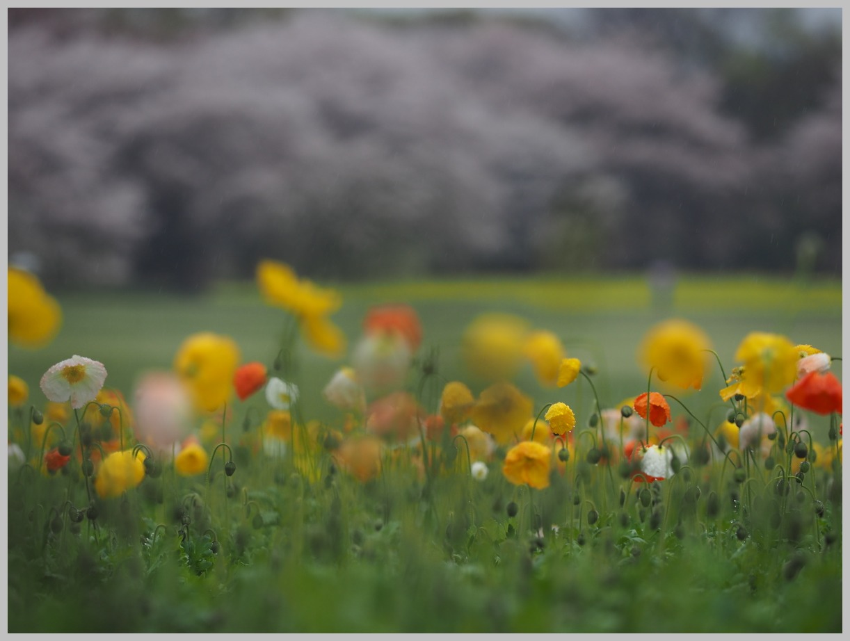 国営 立川昭和記念公園-1　　　033)_c0068050_21591826.jpg