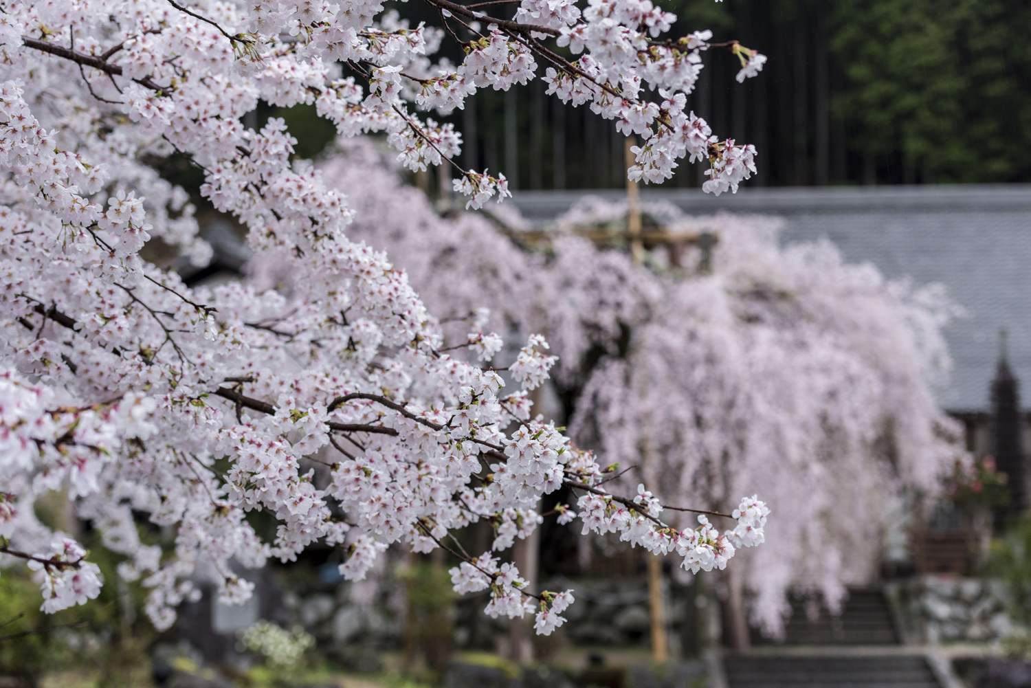 毎年訪れる桜 Ⅲ　　　奈良県東吉野村　　　　　_d0286954_06115141.jpg