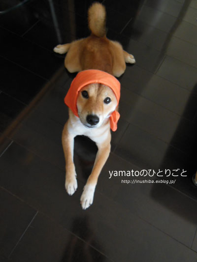 柴犬 カエル足 写真集 Vol 1 Yamatoのひとりごと 柴犬 カエル足 写真集 Vol 1 Yamatoのひとりごと