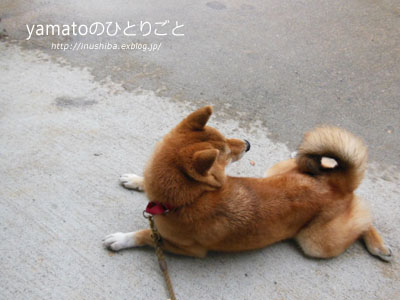 柴犬 カエル足 写真集 Vol 1 Yamatoのひとりごと 柴犬 カエル足 写真集 Vol 1 Yamatoのひとりごと
