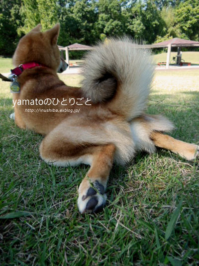 柴犬 カエル足 写真集 Vol 1 Yamatoのひとりごと