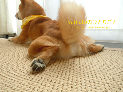柴犬 カエル足 写真集 Vol 1 Yamatoのひとりごと 柴犬 カエル足 写真集 Vol 1 Yamatoのひとりごと
