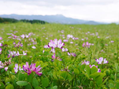 菊池水源棚田米 棚田にれんげの花が咲き誇っています! _a0254656_16563488.jpg