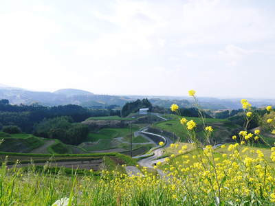 菊池水源棚田米　棚田にれんげの花が咲き誇っています！ _a0254656_170292.jpg