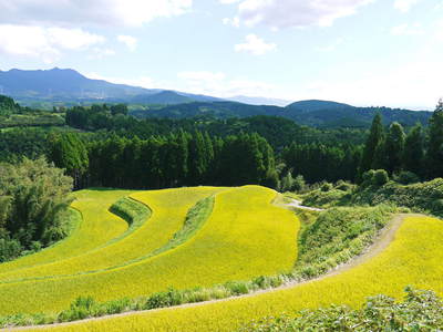 菊池水源棚田米 棚田にれんげの花が咲き誇っています! _a0254656_17163492.jpg