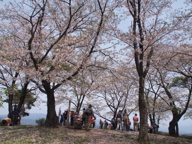 崇台山のさくら　（　2015.04.12　）_b0335256_19371948.jpg