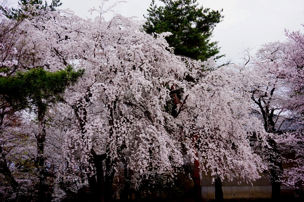 Cherry Blossoms 長野県松本市 美須々公園 Photo 行雲流水