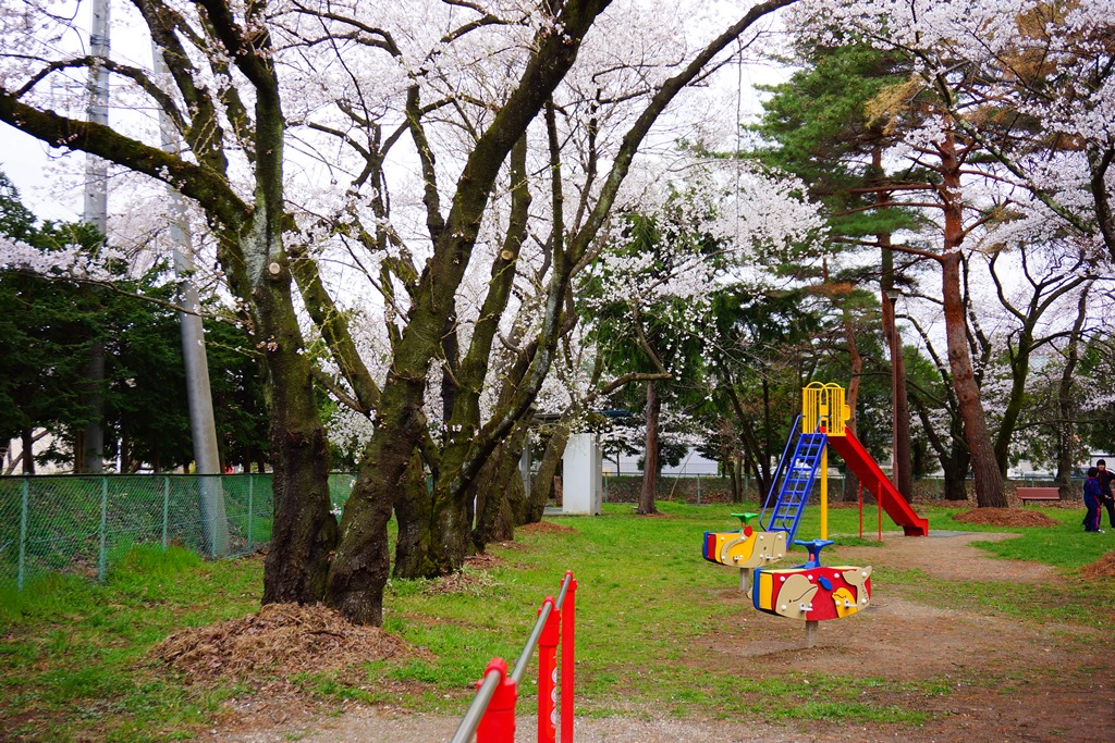 Cherry Blossoms 長野県松本市 美須々公園 Photo 行雲流水