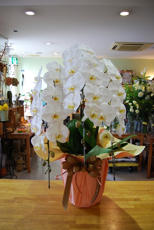 胡蝶蘭ご注文いただきました。_a0201358_1943122.jpg