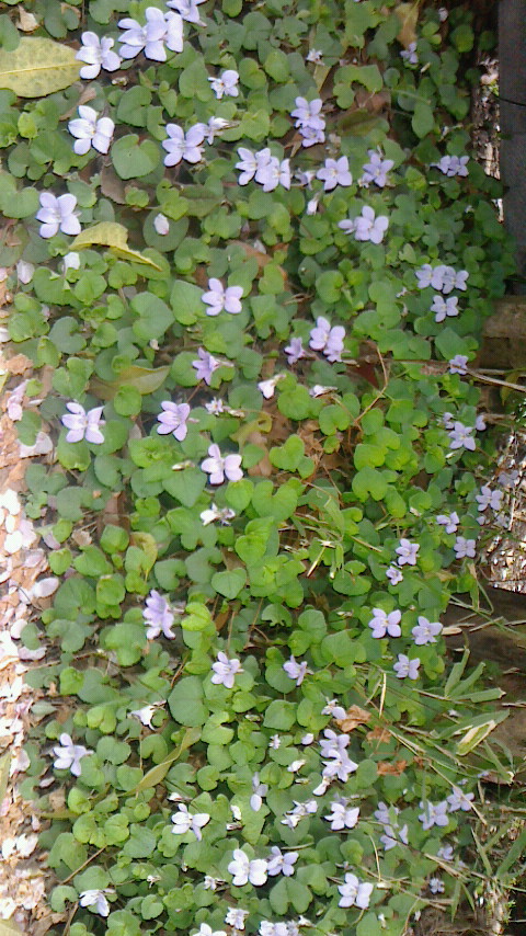 我が家の裏の垣根の下に野生の菫の花 白すみれ が一斉に咲きだした 葉が葵の葉に似てるので 葵祭 時 代用にされるという Math Notes