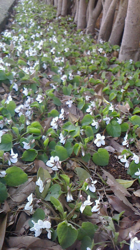 我が家の裏の垣根の下に野生の菫の花 白すみれ が一斉に咲きだした 葉が葵の葉に似てるので 葵祭 時 代用にされるという Math Notes