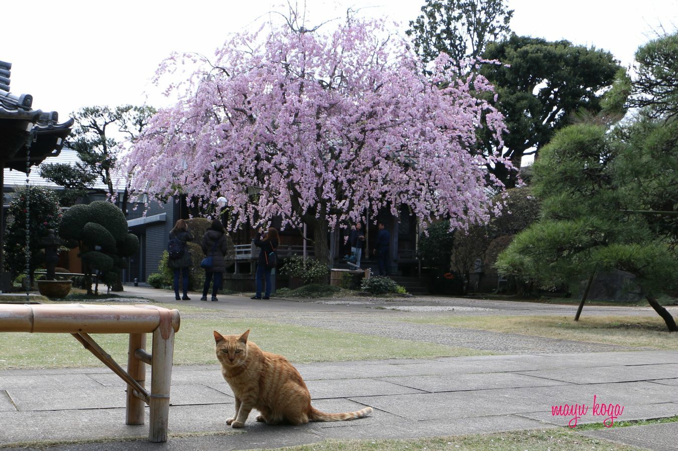 枝垂れ桜と猫_e0255060_01105717.jpg