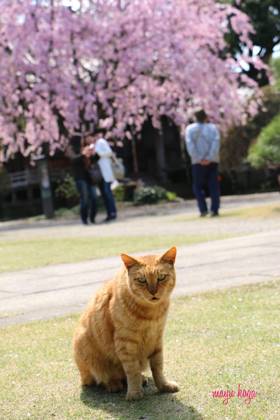 枝垂れ桜と猫_e0255060_01110137.jpg