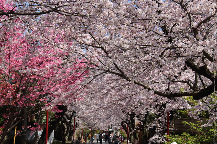 ご近所お寺さんの桜☆1_d0152261_13383145.jpg