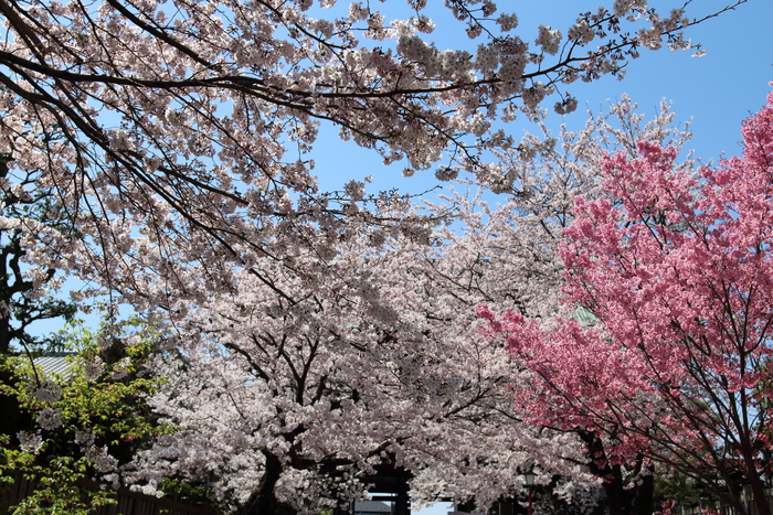 ご近所お寺さんの桜☆1_d0152261_133955.jpg