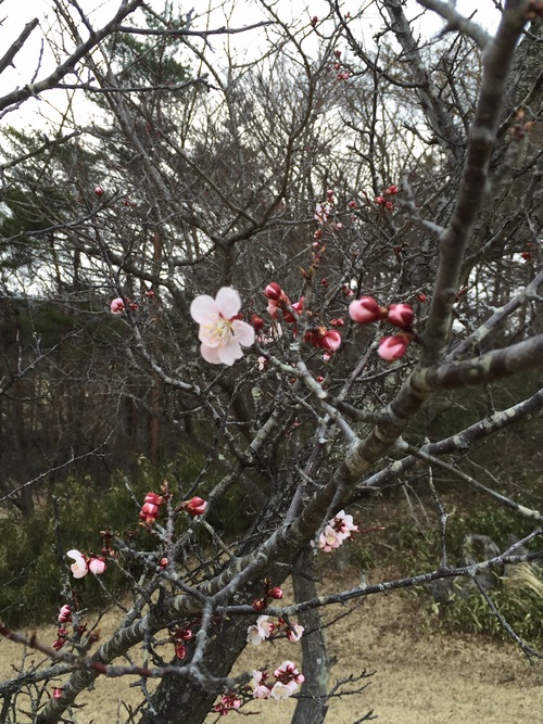 花の杜GCはまだ冬？_a0044162_17475624.jpg