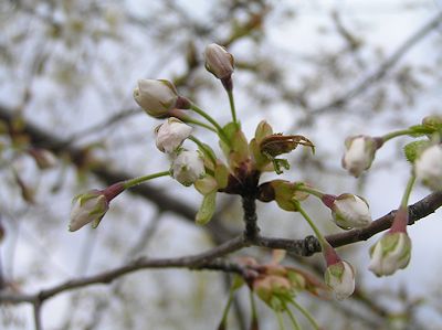 桜2015　　№4_a0020763_012890.jpg