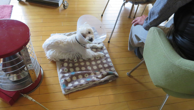 退院して5日目の朝。_b0107163_1655538.jpg