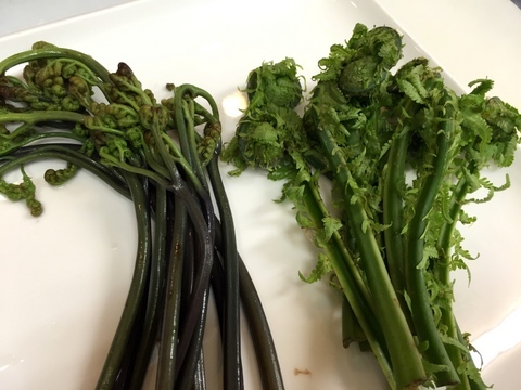 蕨と屈み イル レオーネ 千林大宮駅近くのシェフソムリエのブログ