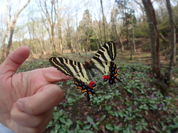 北陸のギフチョウ（加賀編）_e0167571_2355158.jpg