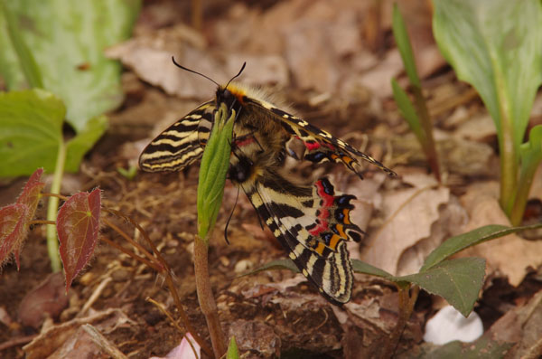 北陸のギフチョウ（加賀編）_e0167571_2375719.jpg