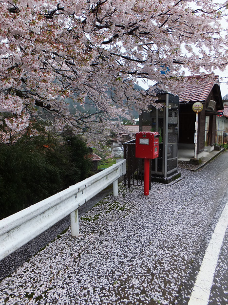 県議選が終わり菅谷に桜が咲きました。_d0095673_14132347.jpg