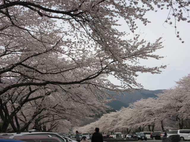 北の桜_d0109373_036351.jpg