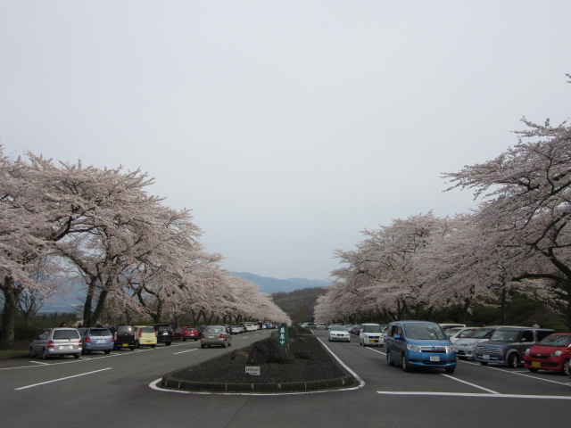 北の桜_d0109373_03738100.jpg