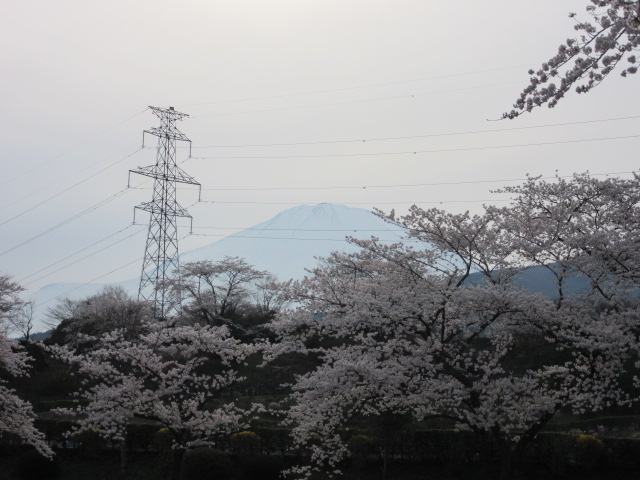 北の桜_d0109373_19687.jpg