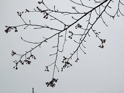f0140773_1342423.gif